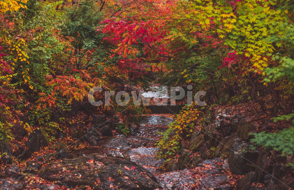 plant,식물,leaf,잎,tree,나무,maple,단풍,계곡,가을,autumn,fall,낙엽,가을,계절,fall,autumn,season