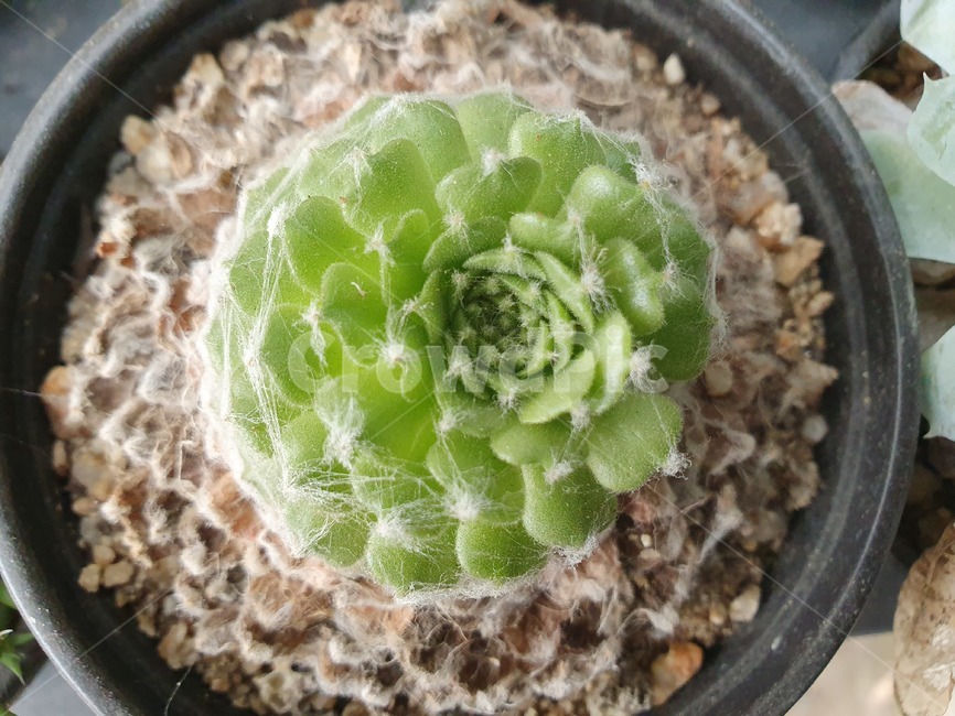 beautiful,plant,식물,leaves,다육이,cut,식물,자연,plants,nature