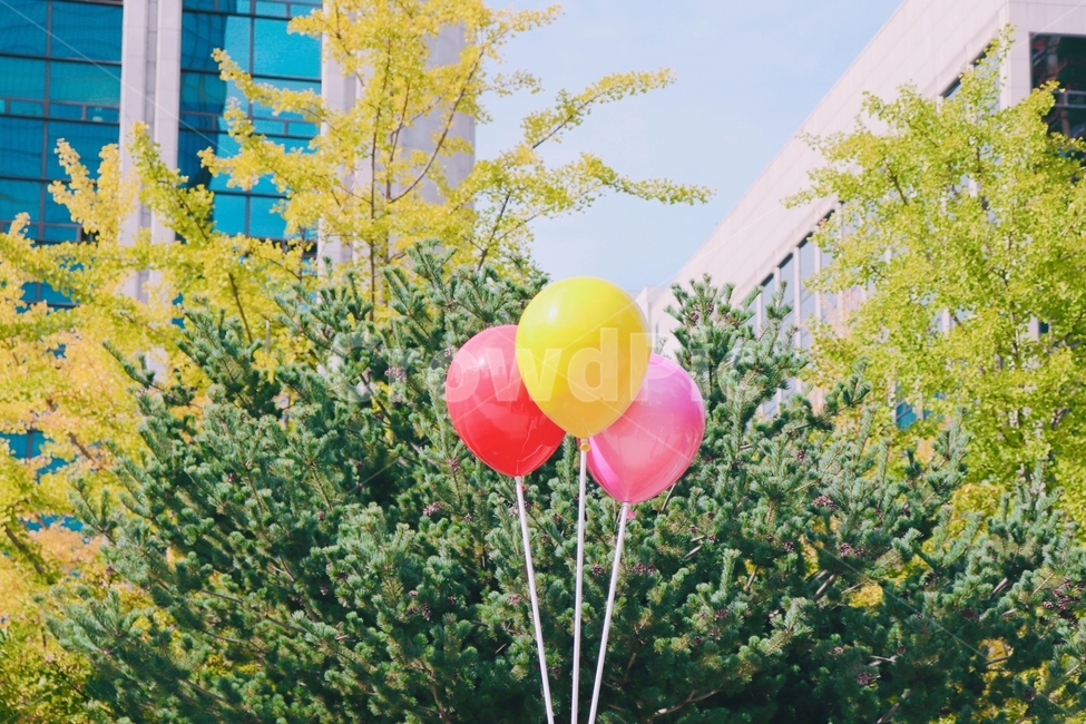 풍선,빨간색,노랑색,분홍색,나무,하늘,감성,sensible,feeling,색깔,색상,색채,색감,color sense,color sensitivity,feeling of color