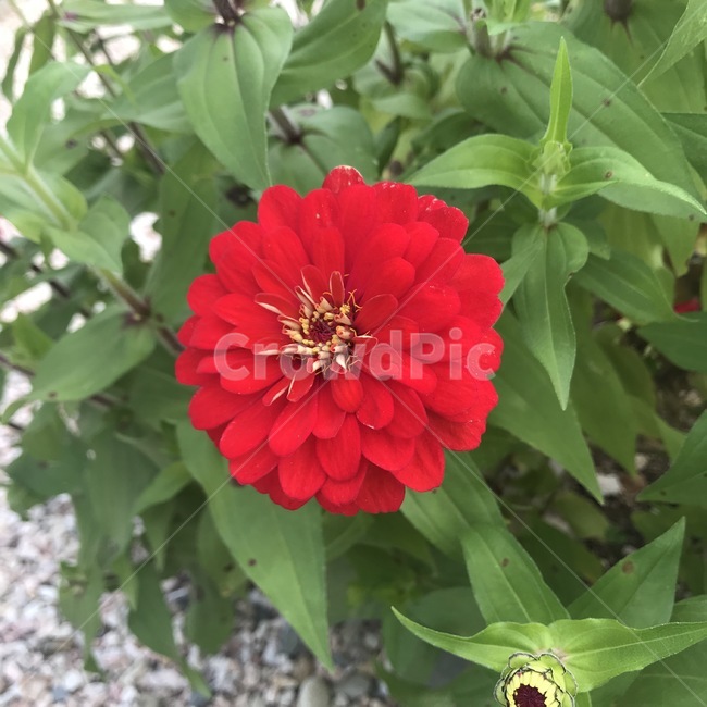 꽃,빨간꽃,빨간색,자연,풀잎,식물,자연,plants,nature,꽃,flower