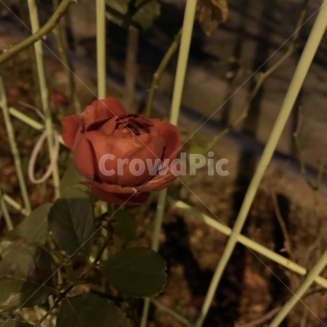 장미,rose,자연,night,밤,식물,자연,plants,nature,꽃,flower