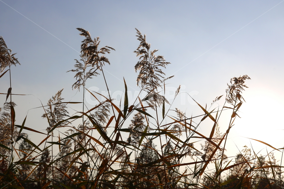 갈대,풀,가을,자연,태양,하늘,벼과,벼과식물,식물,가을,계절,fall,autumn,season,식물,자연,plants,nature,grass,잔디,plant,lawn,reed
