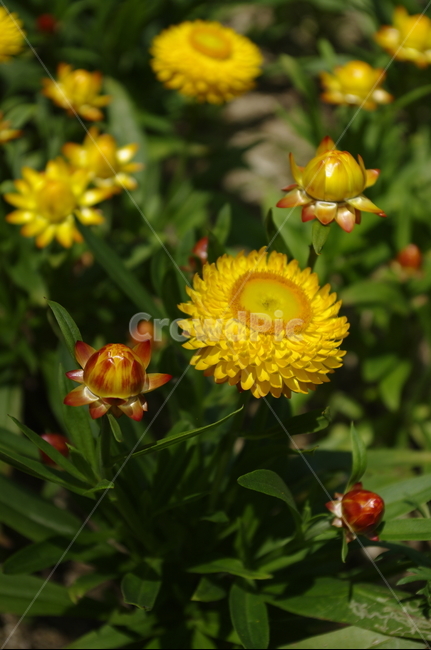 종이꽃,꽃,flower,식물,plant,계절,봄,spring,식물,자연,plants,nature,꽃,flower