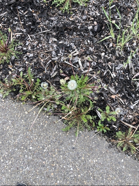 ground,바닥,plant,식물,민들레