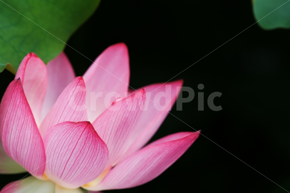 식물,연꽃,분홍,관곡지,여름,단아함,식물,자연,plants,nature,꽃,flower