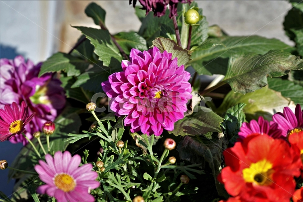 봄,정원,가드닝,원예,원예식물,화려,식물,꽃,bloom,colorful,floral,flower,gardenflowers,happymind,life,nature,plant,spring,garden,scent,healing