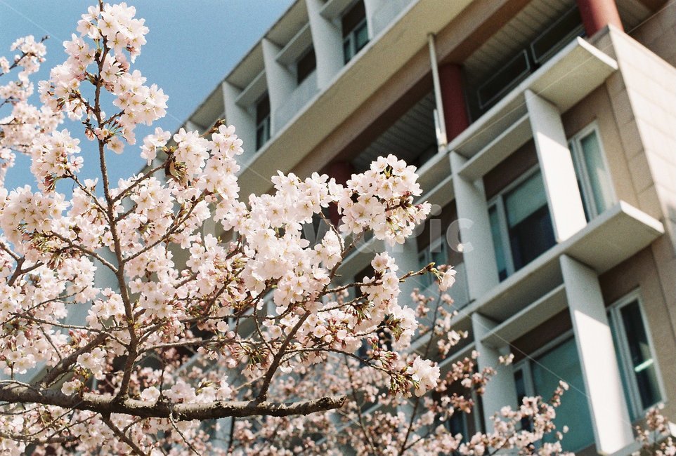 벚꽃,봄,꽃,계절,spring,감성사진,필름사진