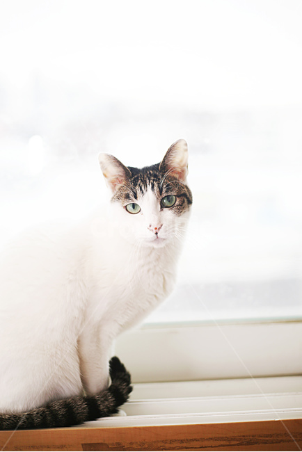 대박이,포즈,고양이,반려묘,촬영중,동물,animal,포유류,mammal,고양이,cat,kitten,kitty