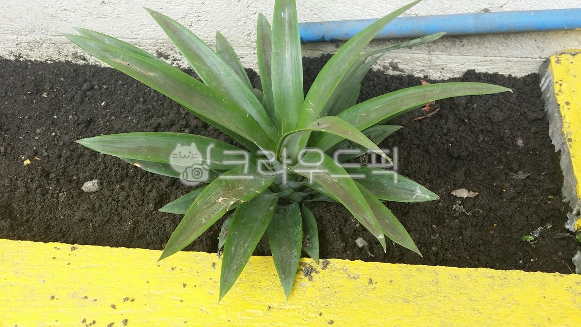 파인애플,필리핀파인애플,파인애플필리핀,파인애플심기,식물