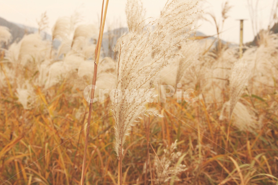 가을,갈대,갈대밭,가을풍경,fall,가을,계절,fall,autumn,season,plant,식물,grass,잔디