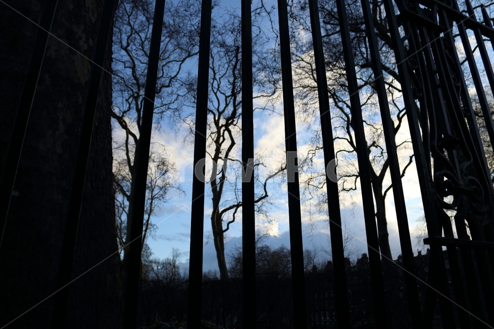 런던,하늘,자연,나무,sky,london