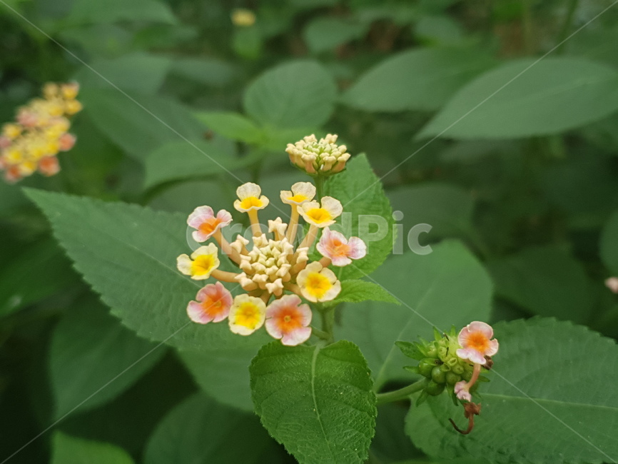 화분,pollen,식물,plant,꽃,식물원,봄