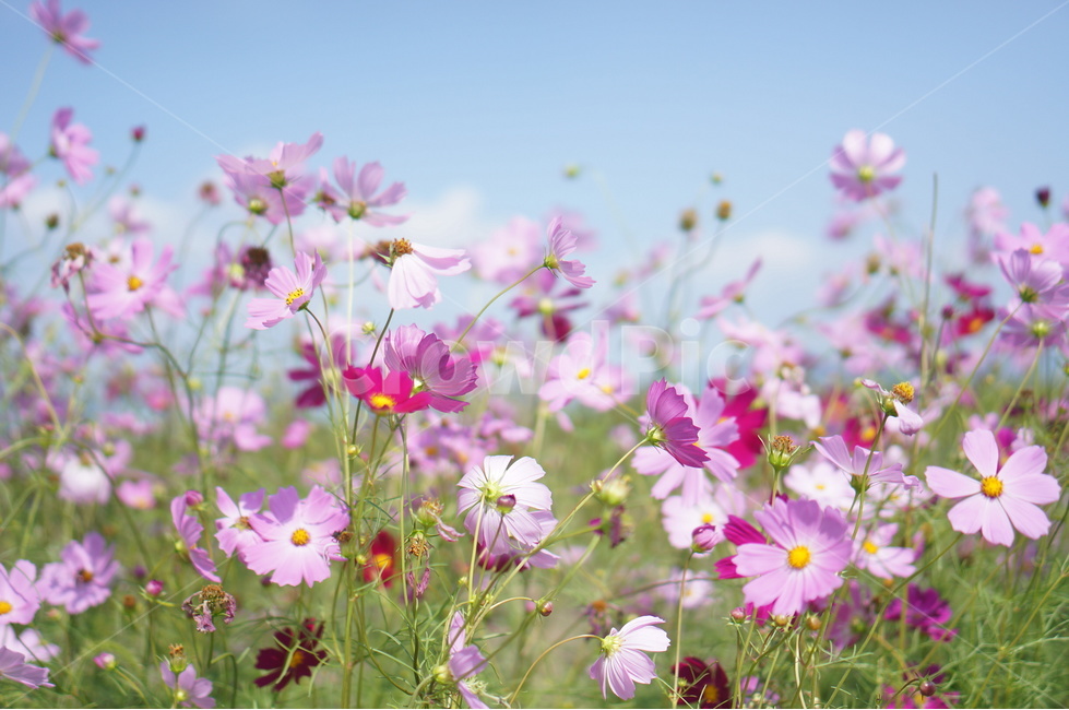 꽃,코스모스,식물,가을,분홍색,가을,계절,fall,autumn,season,식물,자연,plants,nature,꽃,flower,spring,봄
