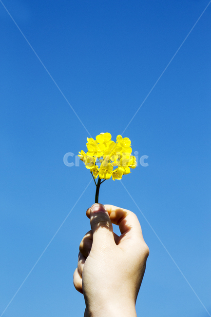 유채,유채꽃,손,하늘,봄,봄꽃,봄,계절,spring,season,finger,손가락