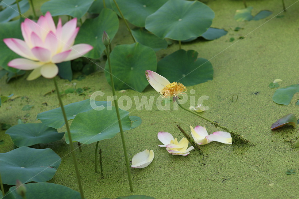 죽음,연꽃,불교,lotus,plant,식물,blossom,flower,꽃,식물,자연,plants,nature,꽃,flower