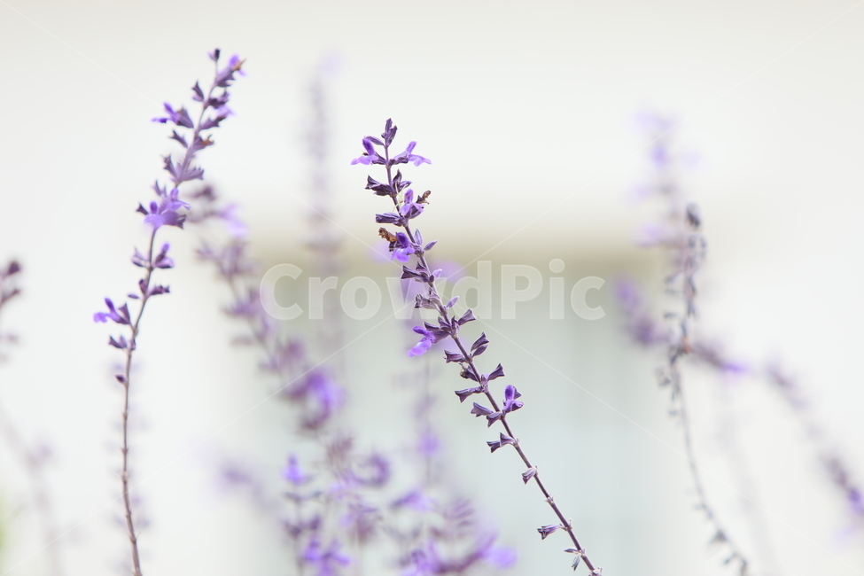 꽃,야생화,자연,들꽃,식물,식물,자연,plants,nature,꽃,flower