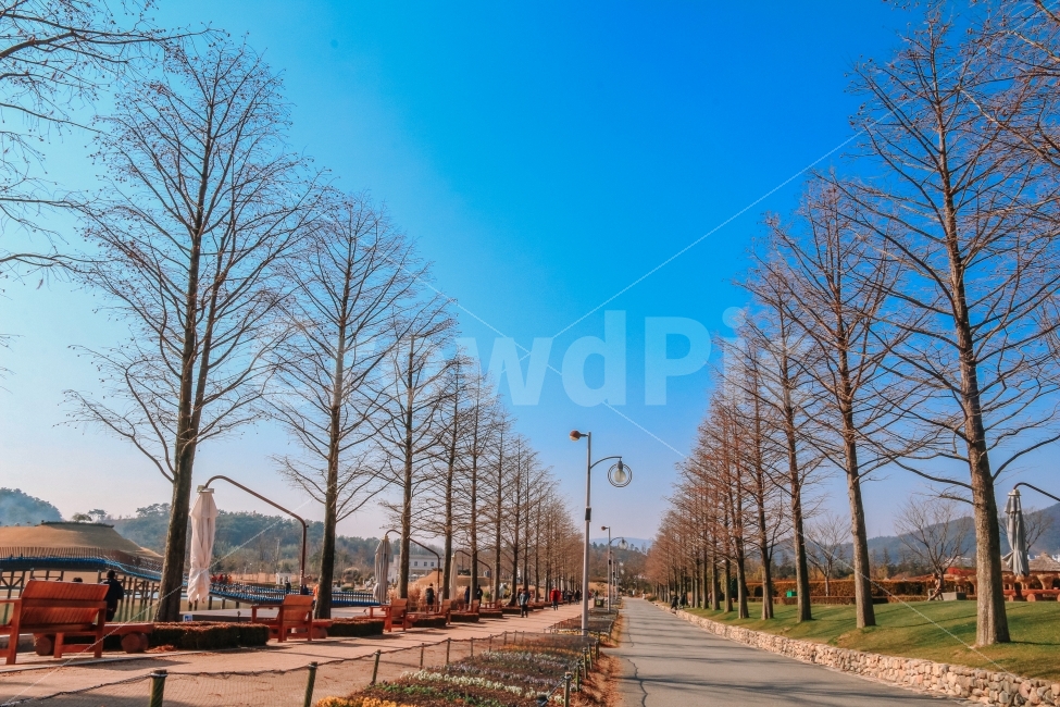 겨울,나무,순천,공원,길,korea,garden,road,tree,감성,자연,풍경,nature,landscape,겨울,계절,winter,season,plant,식물,path,통로