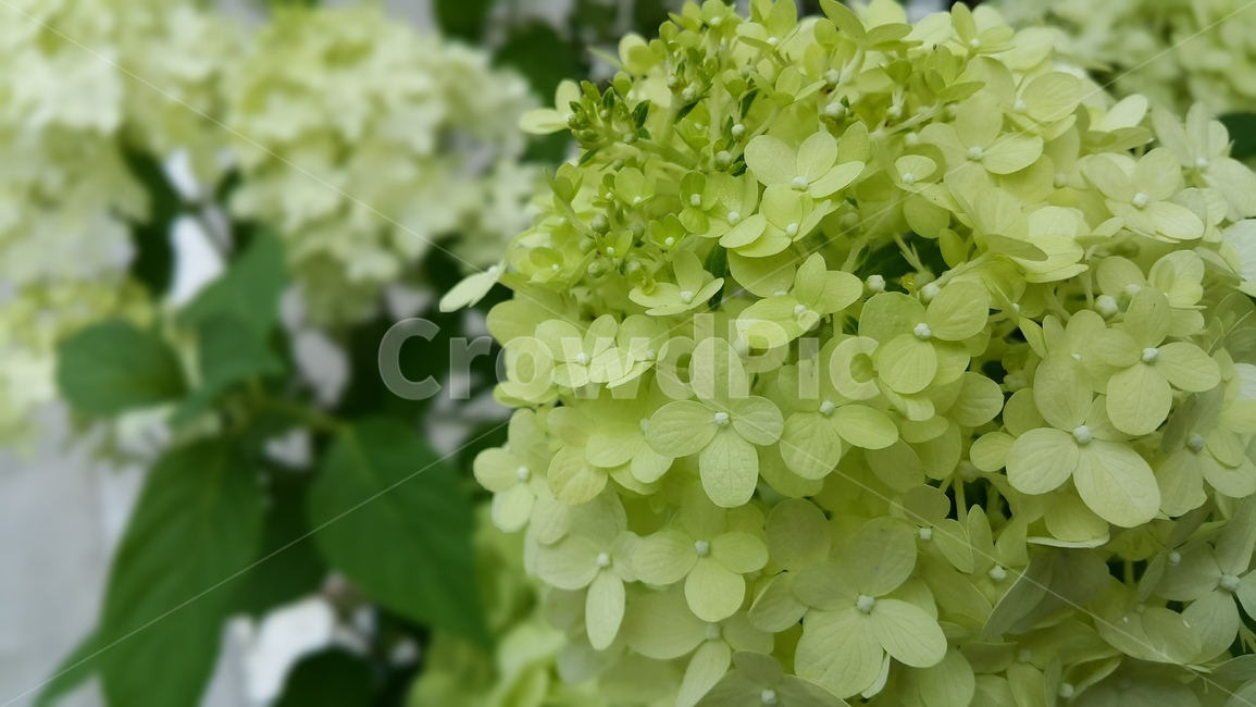plant,식물,flower,꽃,blossom
