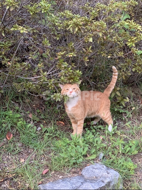 고양이,캣,포유류,동물,길냥이,펫,pet,animal,cat,mammal,귀여운,길고양이,kitty,동물,animal,포유류,mammal,고양이,cat,kitten,kitty