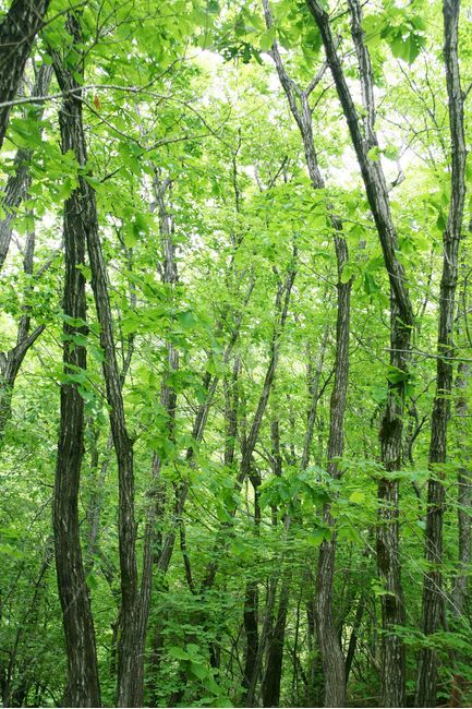 갈참나무,숲,자연,싱그러움,나무숲,대자연,나무,봄,새싹