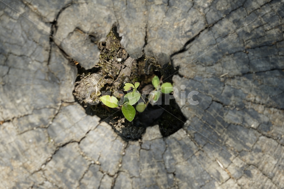 식물,plant,나무,tree,새싹,식물,자연,plants,nature,나무,trees,wood