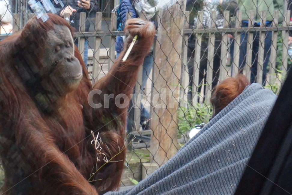 오랑우탄,침팬치,동물,동물원,영장류,원숭이,동물,animal,포유류,mammal