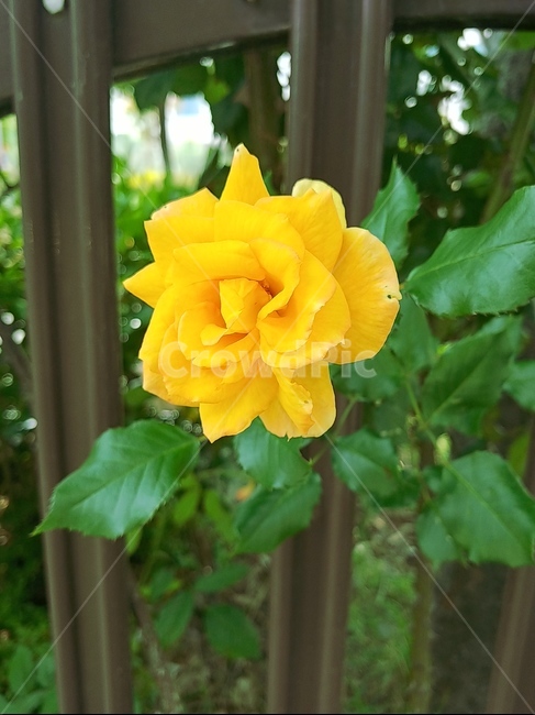 장미,rose,꽃,flower,노란장미