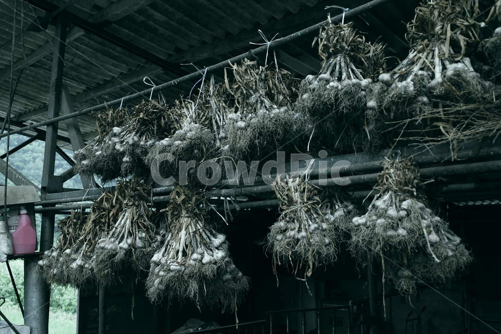 garlic,Garlic bundle,Garlic netting,cowshed,cloudy day