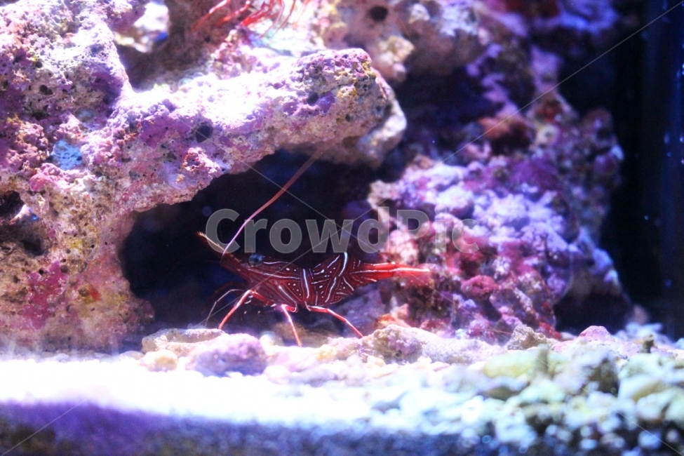 새우,갑각류,바다,동물,생물,자연,야생,야생동물,수족관,물
