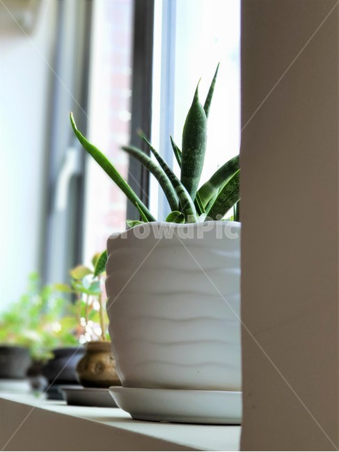 화분,식물,잎,창가,pot,leaf,plant,식물,자연,plants,nature,실내용화초,화분,화초,house plant,인테리어,실내디자인,interior design