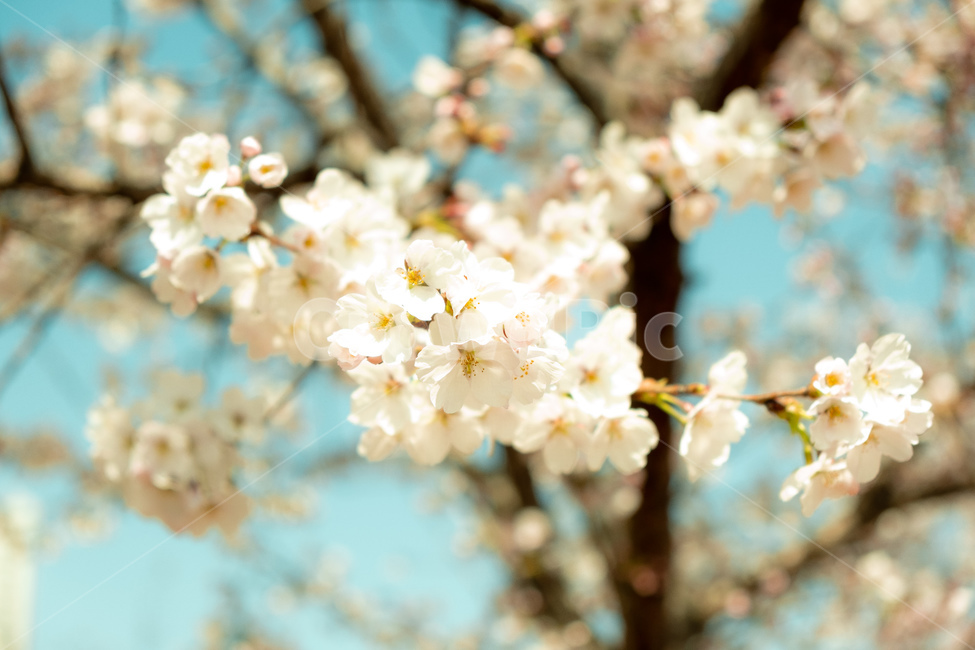 봄,벚꽃,벚꽃나무,꽃,flower,cherryblossom,spring,자연,감성사진,봄,계절,spring,season,plant,식물,blossom