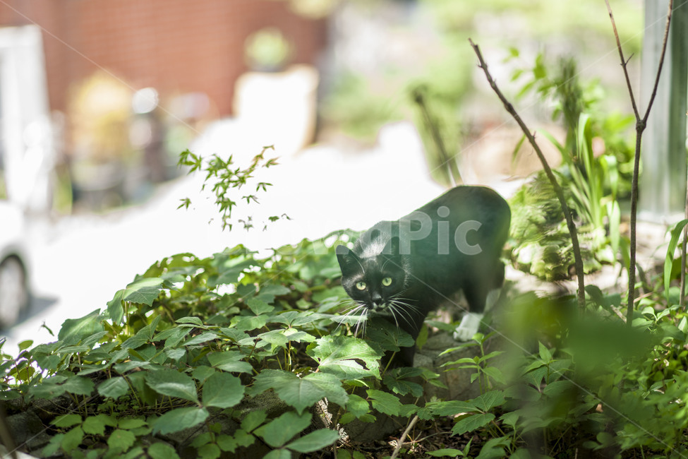 동물,고양이,길고양이,검은고양이,냥이,동물,animal,포유류,mammal,고양이,cat,kitten,kitty