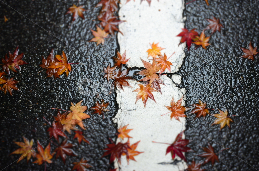 비,단풍,가을,대비,우수,가을,계절,fall,autumn,season,비,비오는날,rain,rainy,leaf,잎,plant,식물,tree,나무
