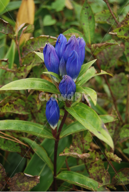 태기산,야생화,자연,봄,공원,식물,자연,plants,nature,꽃,flower