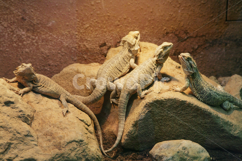 pogonavitticeps,Central Bearded Lizard,Bearded Dragon,centralbeardeddragon,animal,reptile,dragon,lizard,wild