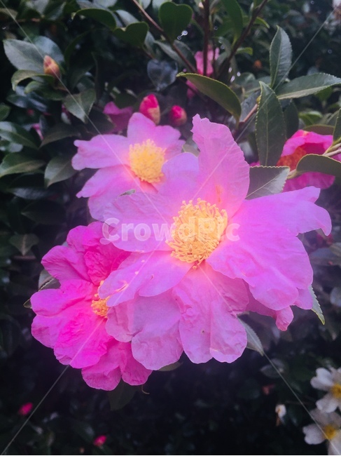 꽃,봄,겨울,동백꽃,분홍색꽃,식물,자연,plants,nature,꽃,flower