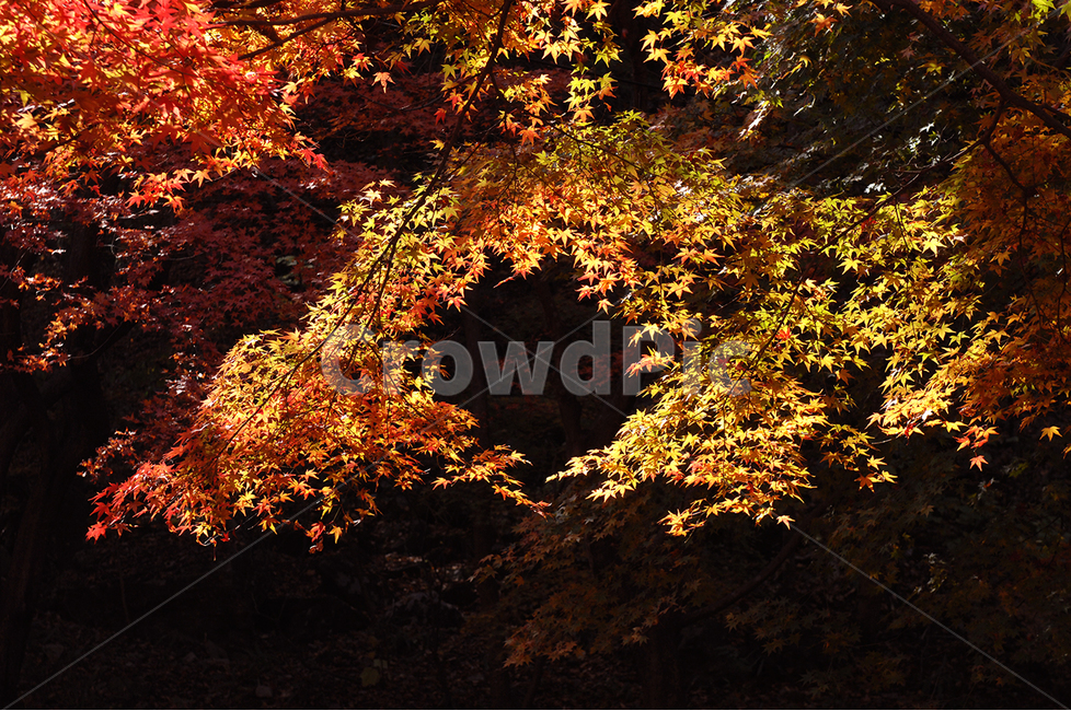 자연,가을,단풍,내장산,식물,가을,계절,fall,autumn,season,plant,leaf,잎,tree,나무,maple
