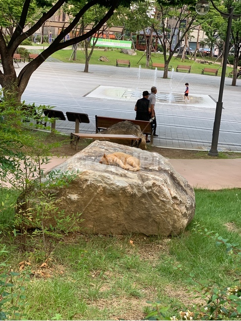 고양이,cat,잠자는고양이,동물,공원,길고양이,길냥이,귀여운,예쁜