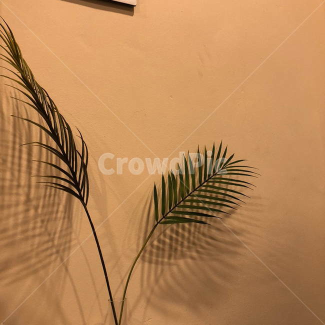 실내인테리어,식물,grass,자연,화분