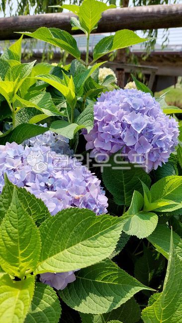 수국,flower,꽃,꽃잎,여름꽃,파란수국,꽃다발,초록잎