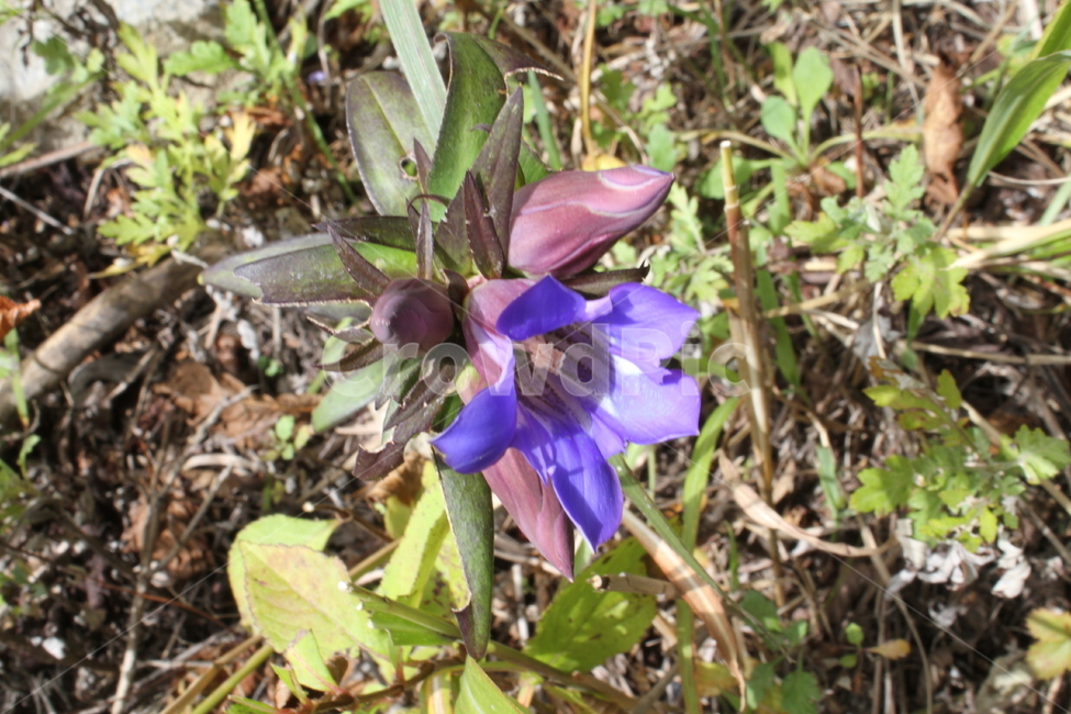 용담,야생화,꽃,식물,ChineseGentian,식물,자연,plants,nature,꽃,flower