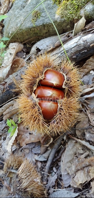 가을풍경,식물,밤,밤송이,가을,가을산,추석,밤톨,생밤,가을햇살,과일,열매,fruit