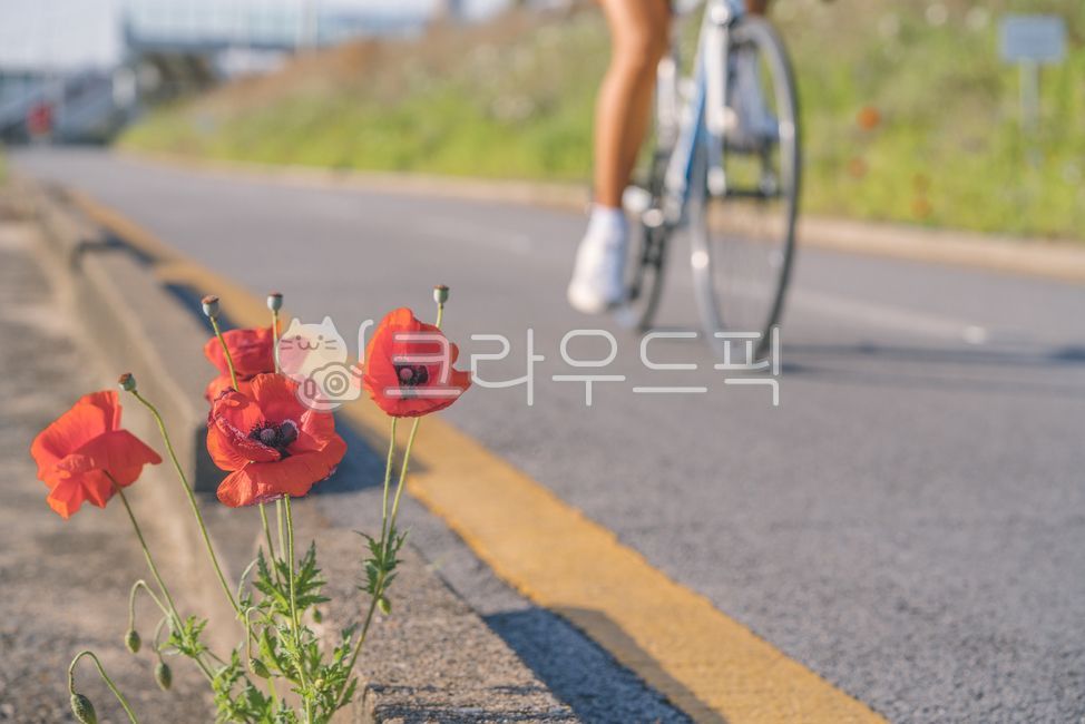 꽃,플라워,색감,도로,거리,flower,red,빨강,bike,bicycle,자전거,transportation,vehicle,교통,꽃,flower,스포츠,레저,운동,sports,leisure,exercise,감성,sensible,feeling