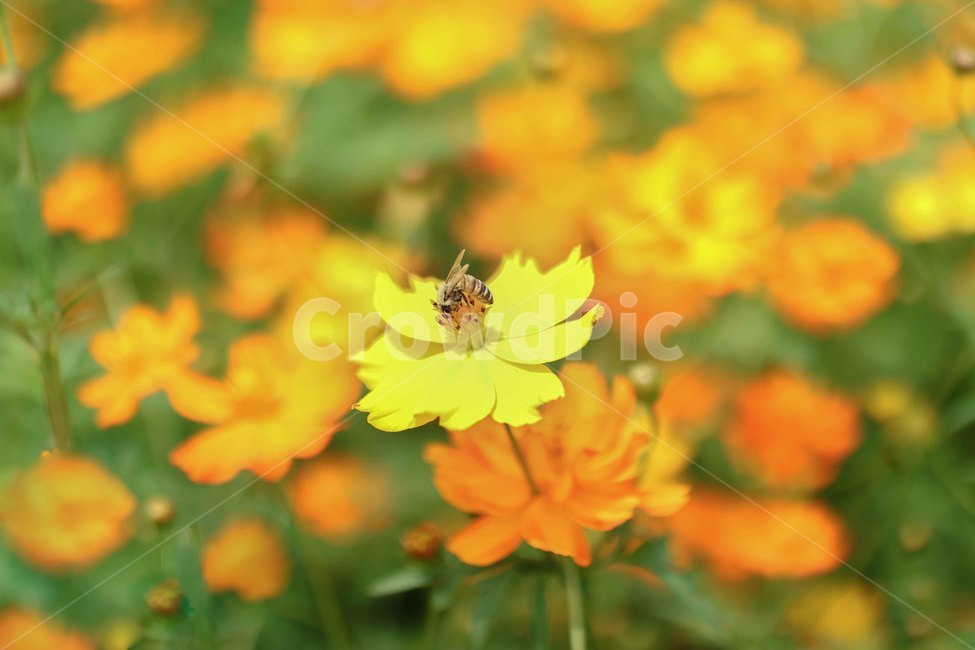곤충,bee,노란꽃,황화코스모스,꽃밭,식물,자연,plants,nature,꽃,flower,곤충,벌레,insect,bug