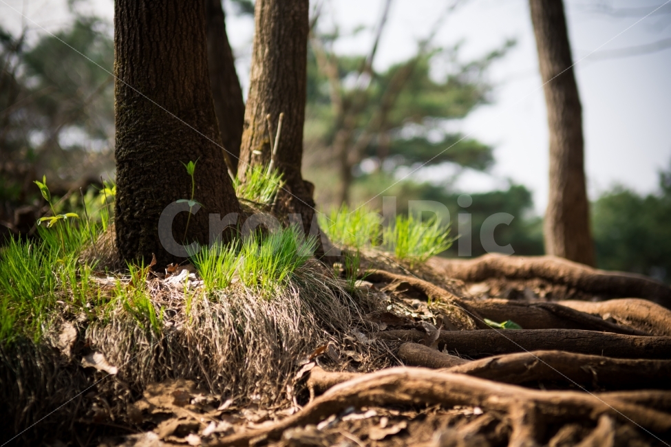 풀,초록,새싹,잔디,자연,녹색,새생명,봄새싹,green,forest,숲,산림,산,식물,자연,plants,nature,휴식,힐링,rest,relaxation,healing