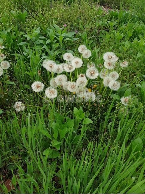 자연,시골,꽃,정겨움,힐링