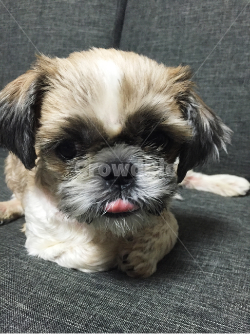 반려견,강아지,시추,애견,메롱,휴식,소파,동물,animal,포유류,mammal,개,강아지,dog,doggy