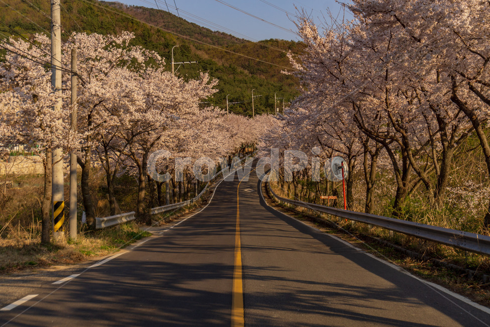 벚꽃,벚꽃길,풍경,봄,계절,하늘,꽃,벚꽃엔딩,봄,계절,spring,season,자연,풍경,nature,landscape,plant,식물