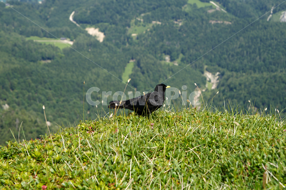 까마귀,잔디,풀,산,새,여름,greenlawn,lawn,carrioncrow,blackbird,bird,sunshine,austria,유럽,오스트리아,샤프베르트,자연,schafberg,동물,animal,조류,새,birds