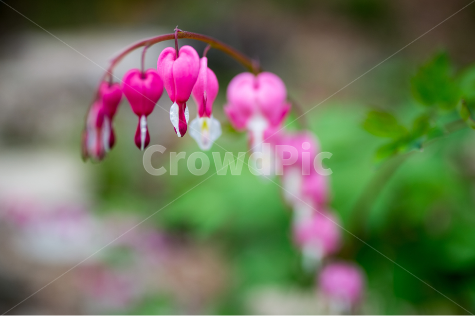 금낭화,꽃,감성,사랑,분홍꽃,희망,연인,자연,식물,자연,plants,nature,꽃,flower